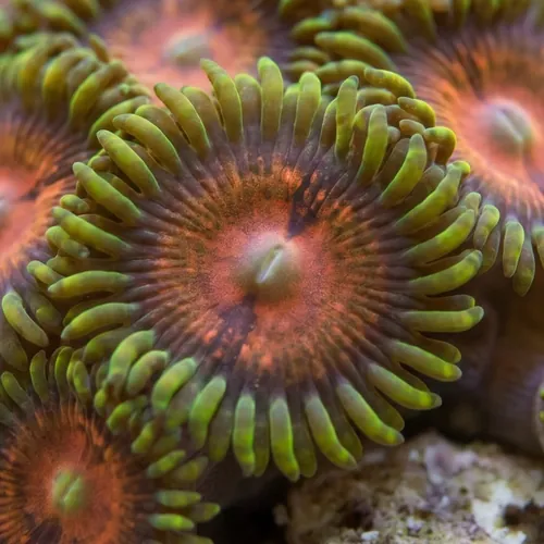 Zoanthid Krak Morph
