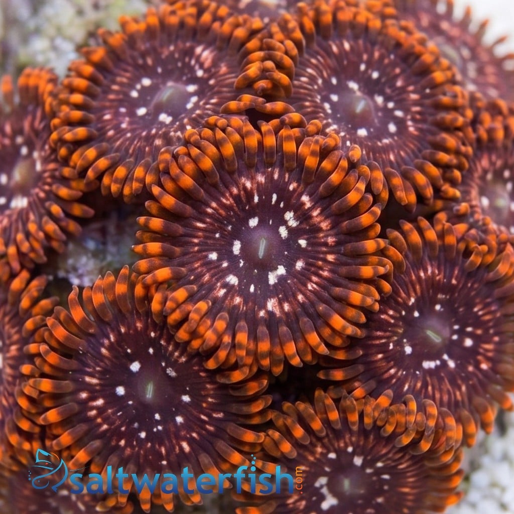 Zoanthid Utter Chaos