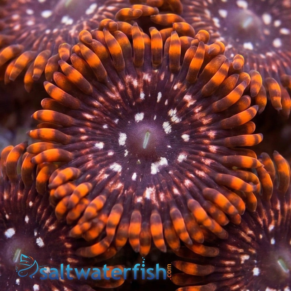 Zoanthid Utter Chaos