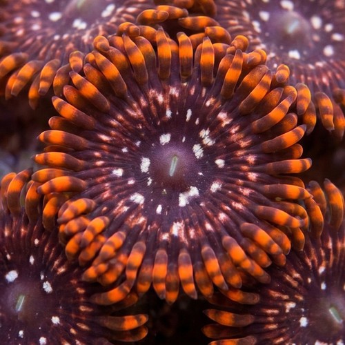 Zoanthid Utter Chaos