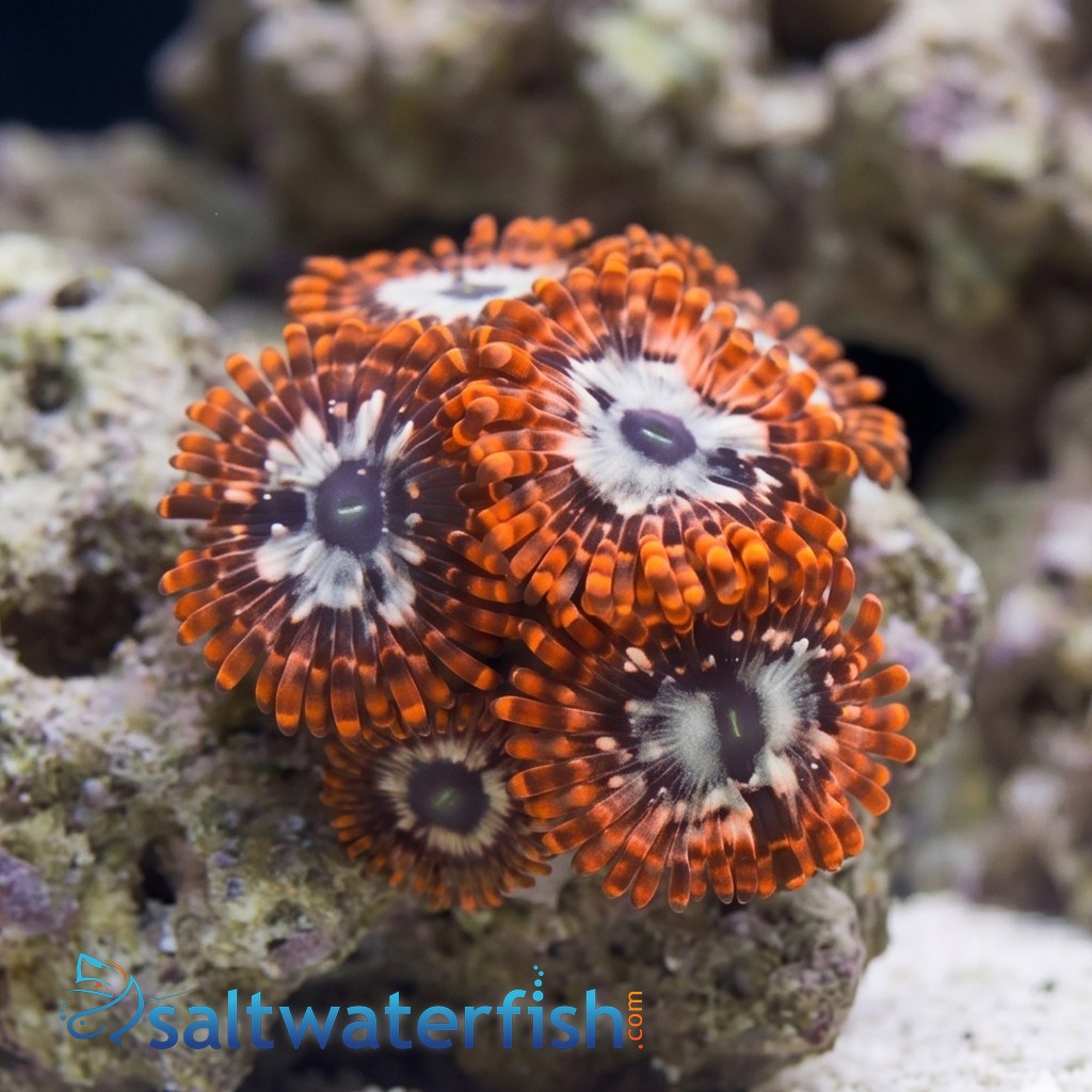 Zoanthid Utter Chaos - Indo Pacific