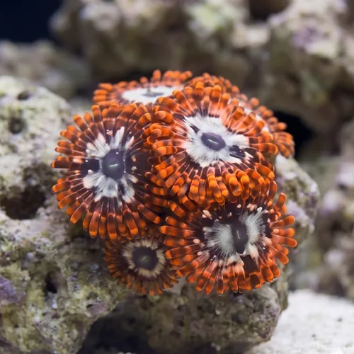 Zoanthid Utter Chaos - Indo Pacific