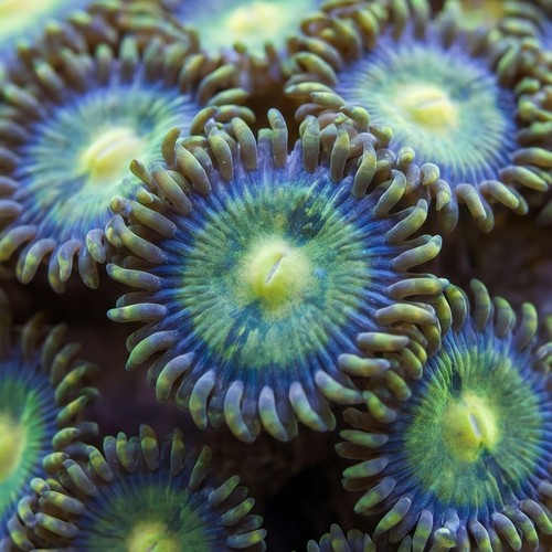 Zoanthid Colored - Indo Pacific