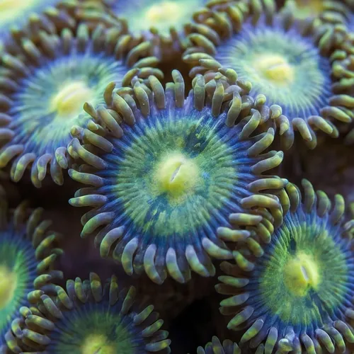 Zoanthid Colored - Indo Pacific