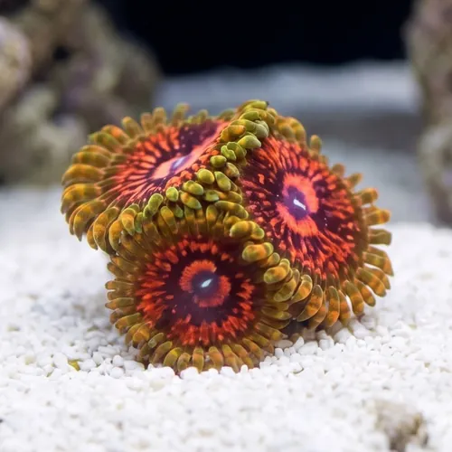 Zoanthid Grandmaster Krakatoa