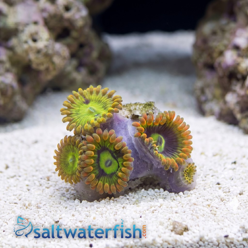 Zoanthid Yoda 