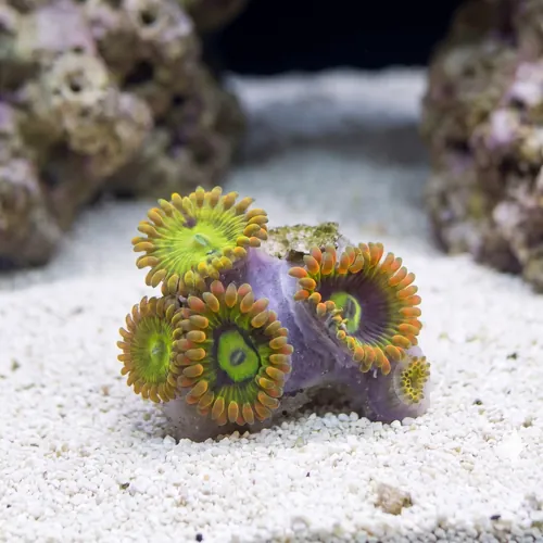 Zoanthid Yoda