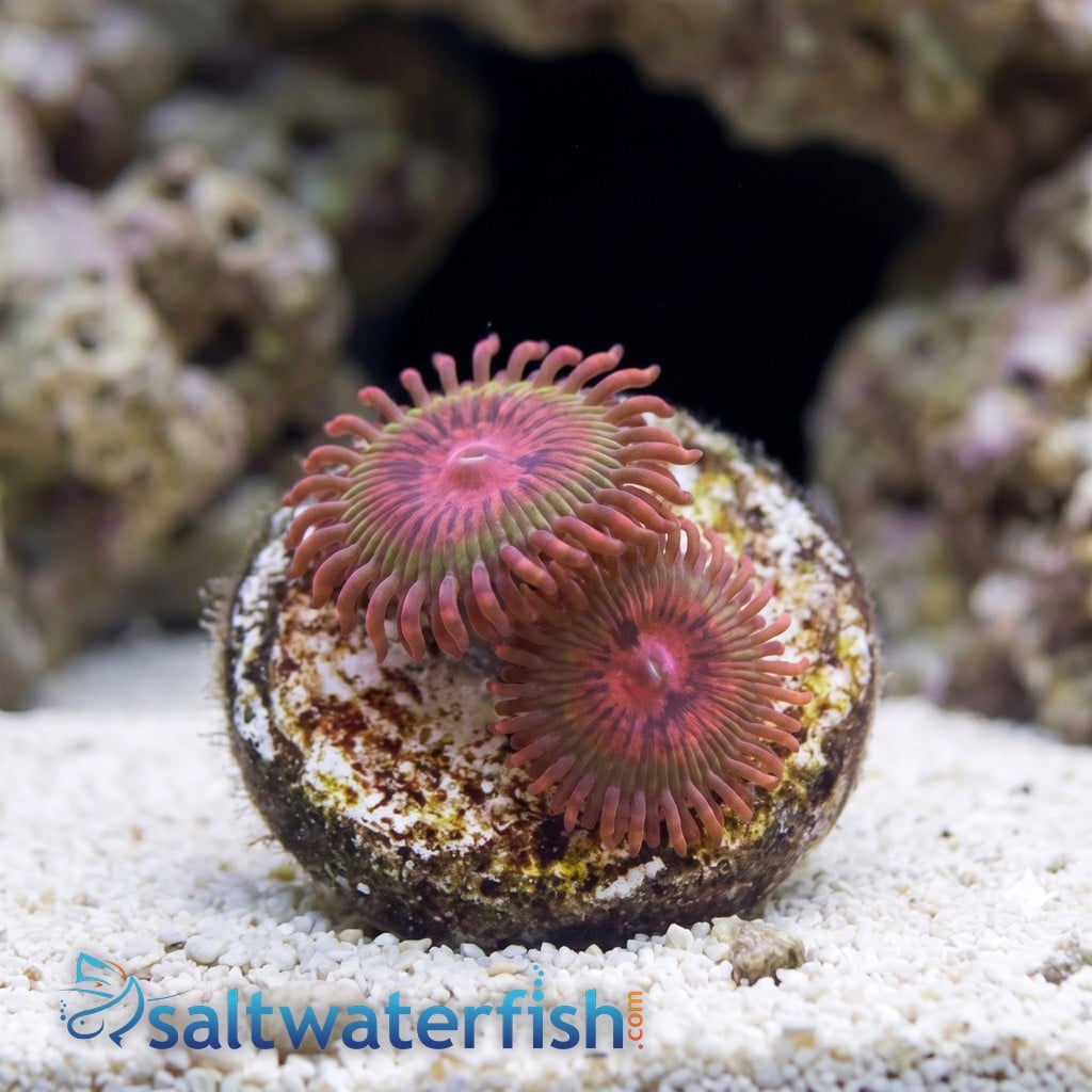 Zoanthid Krakatoa