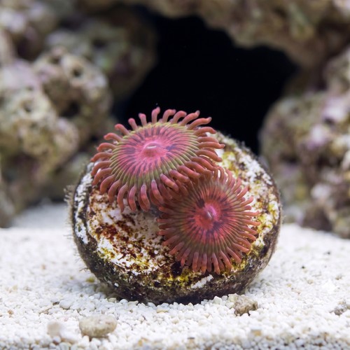 Zoanthid Krakatoa