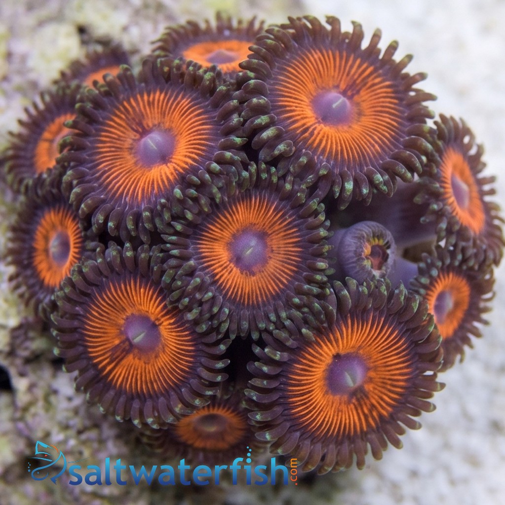 Zoanthid Sunkist - Aquacultured
