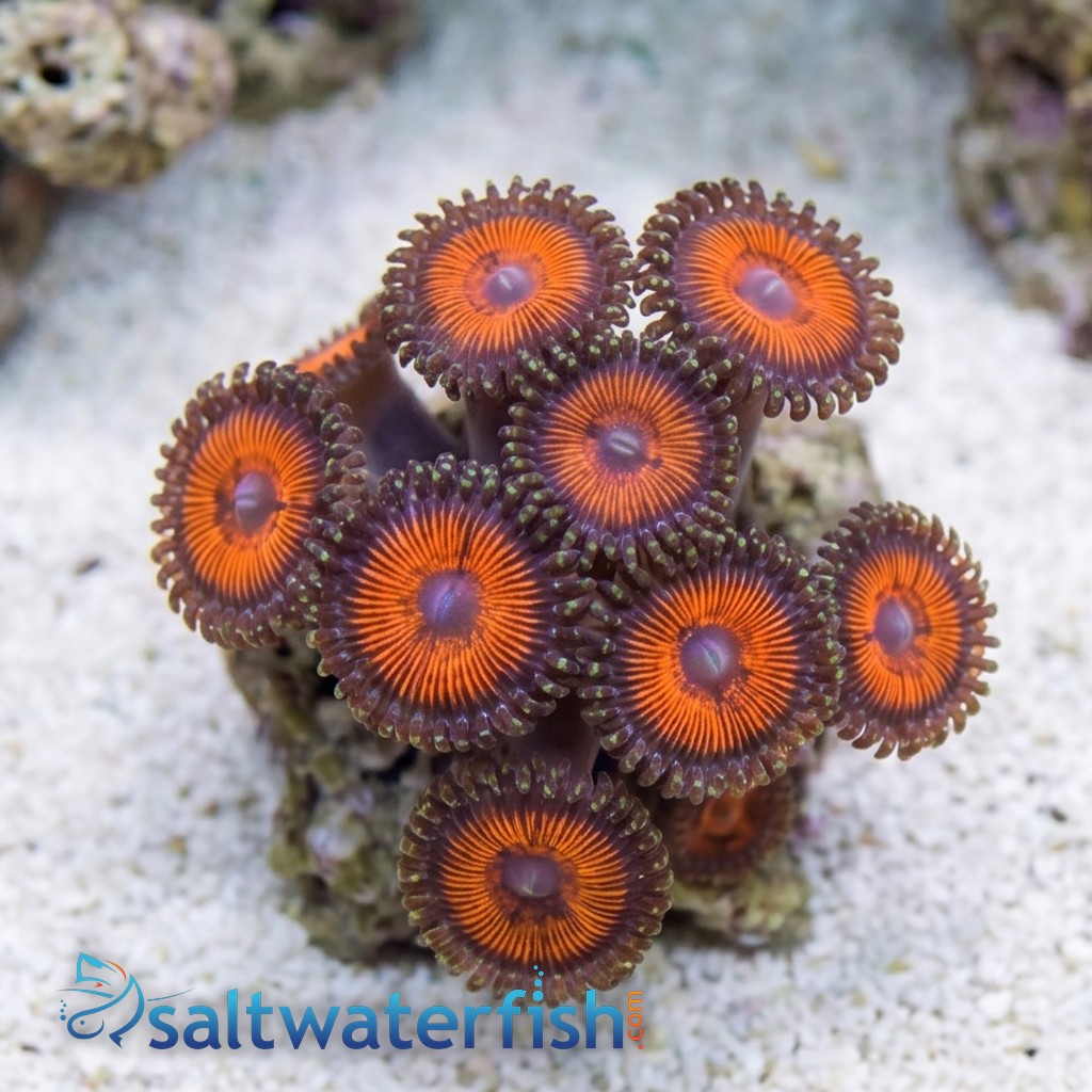 Zoanthid Sunkist - Aquacultured