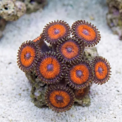 Zoanthid Sunkist - Aquacultured