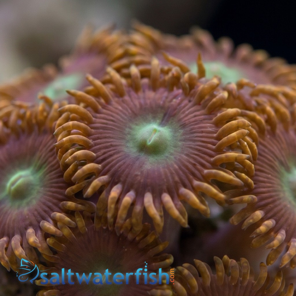 Zoanthid Colored - Australia