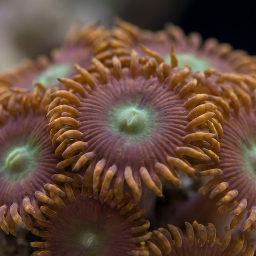 Zoanthid Colored - Australia