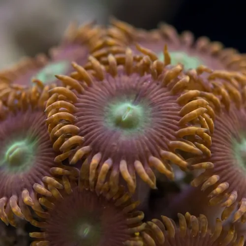 Zoanthid Colored - Australia