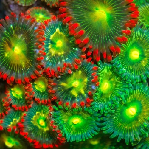 Zoanthid Colored - Australia