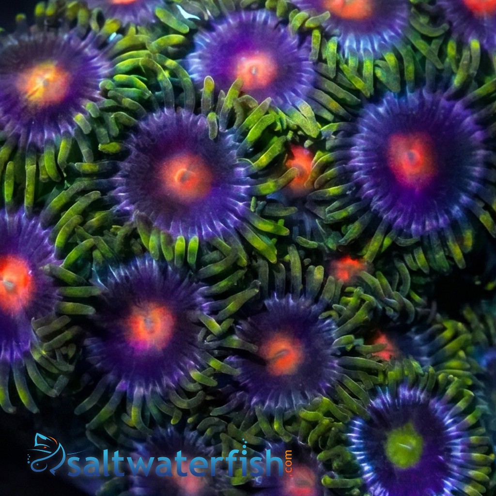 Zoanthid Color Mix - Aquacultured