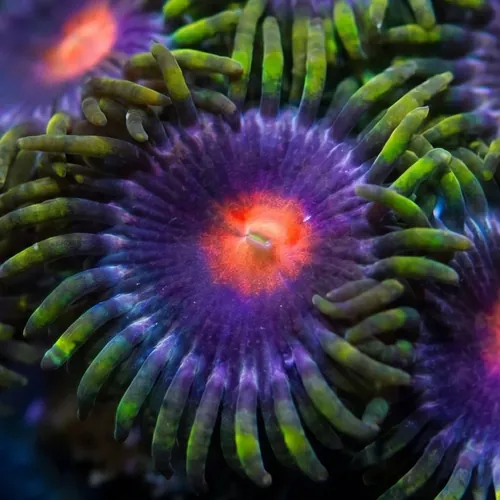 Zoanthid Color Mix - Aquacultured