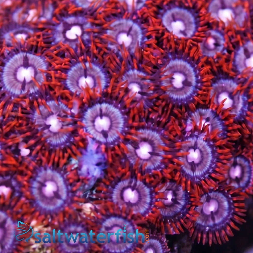 Colony Rock (Zoanthid): Orange w/ Red Skirt