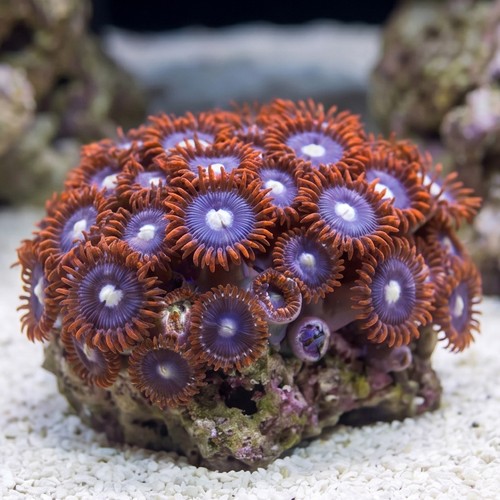 Colony Rock (Zoanthid): Orange w/ Red Skirt
