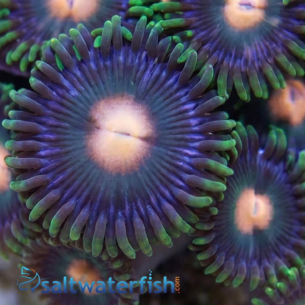 Colony Rock (Zoanthid): "Green Bay Packer" - Australia