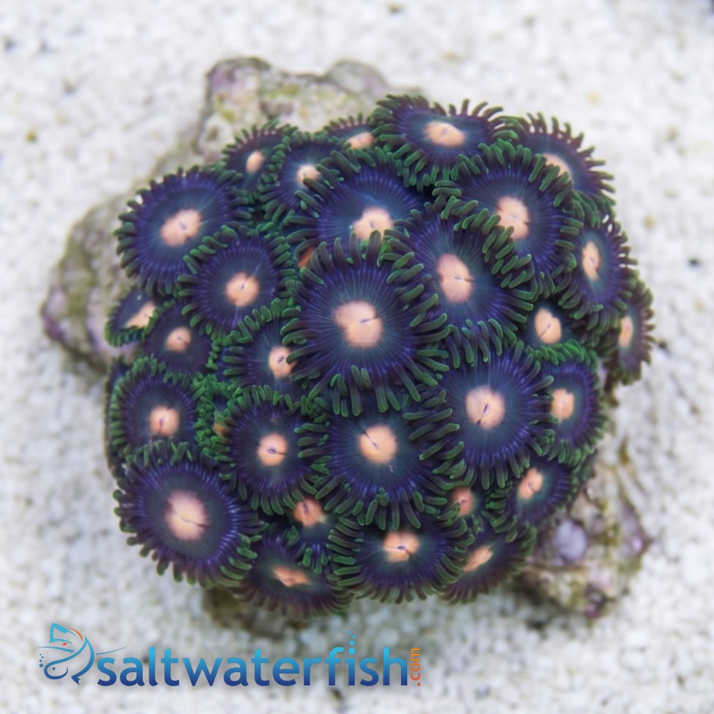 Colony Rock (Zoanthid): "Green Bay Packer" - Australia