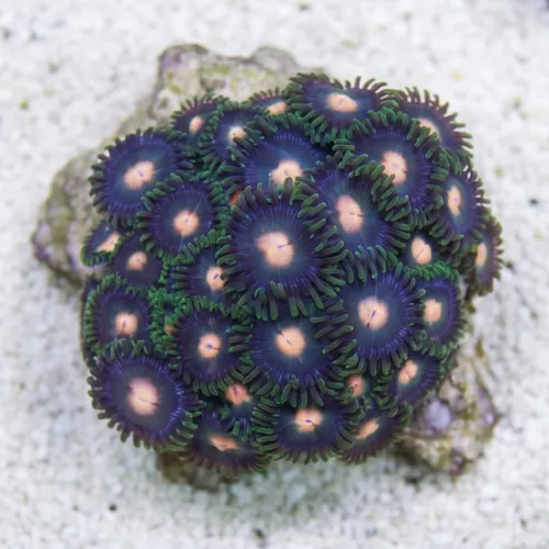 Colony Rock (Zoanthid): "Green Bay Packer" - Australia