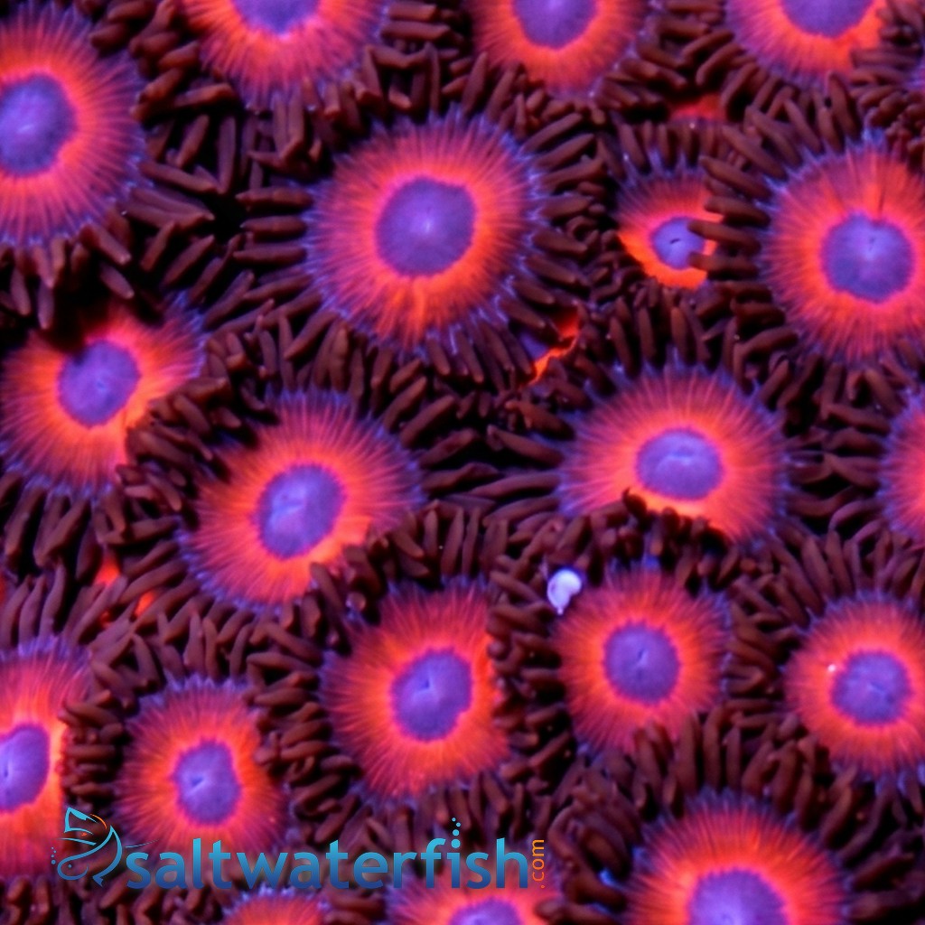Colony Rock (Zoanthid): "KeddRedd" - Australia
