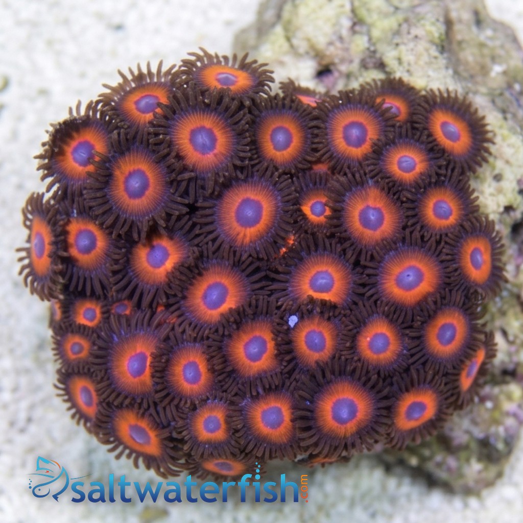 Colony Rock (Zoanthid): "KeddRedd" - Australia