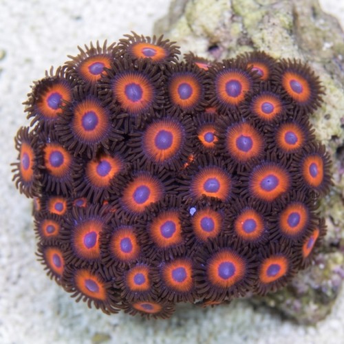 Colony Rock (Zoanthid): "KeddRedd" - Australia