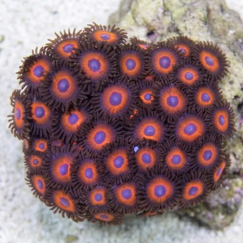 Colony Rock (Zoanthid): "KeddRedd" - Australia