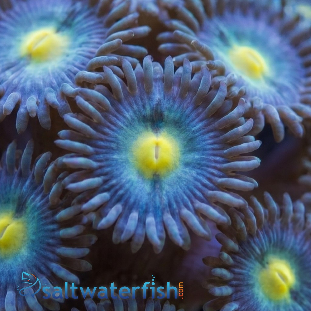 Blue/Green Zoanthid - Pacific