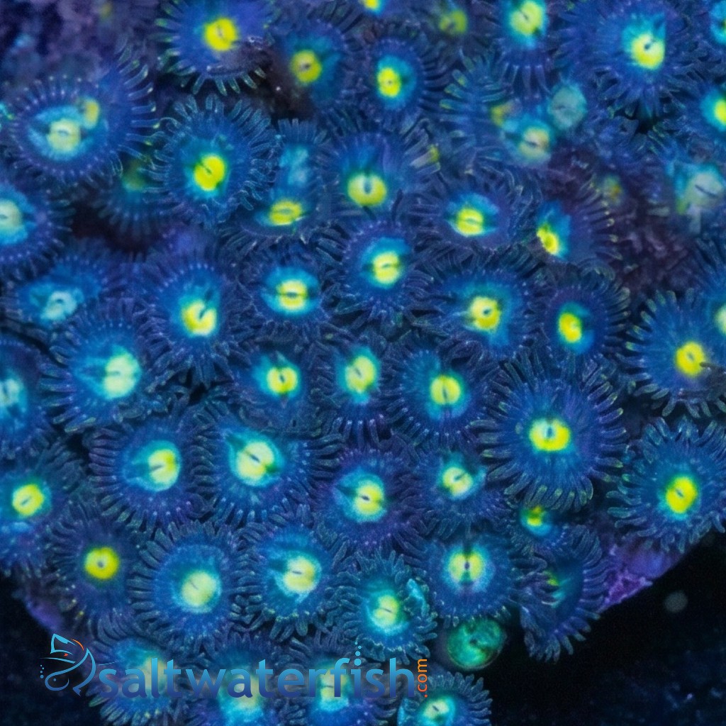 Blue/Green Zoanthid - Pacific