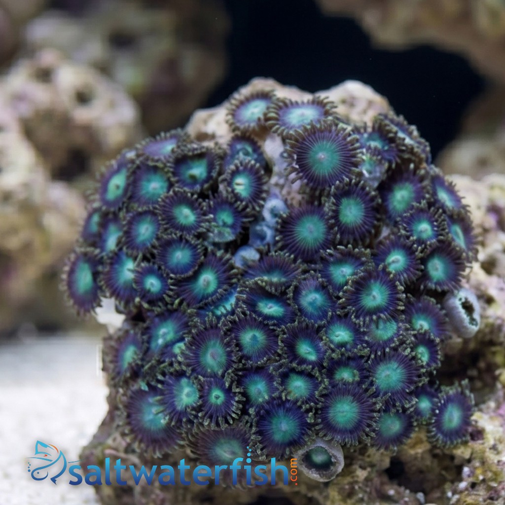 Colony Rock (Zoanthid): Green