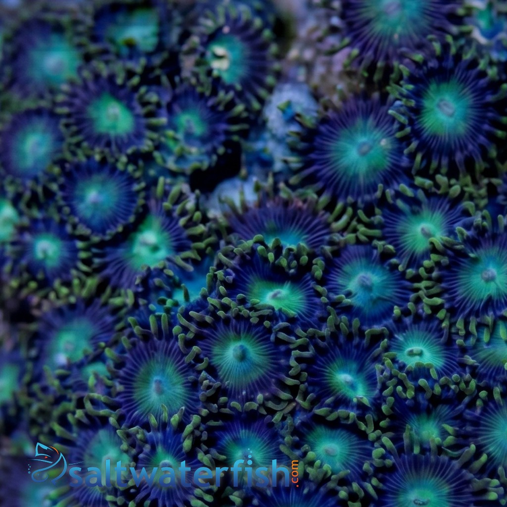 Colony Rock (Zoanthid): Green