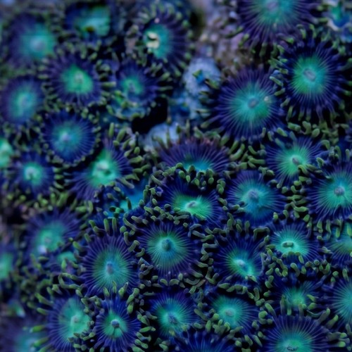 Colony Rock (Zoanthid): Green