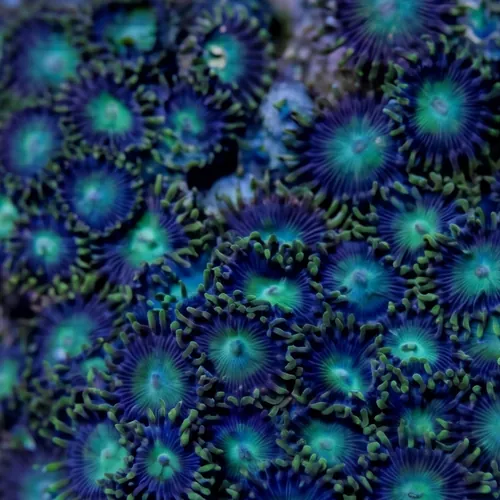 Colony Rock (Zoanthid): Green