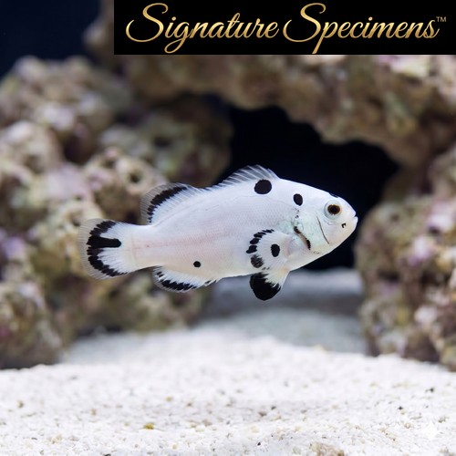 Ocellaris, Storm Super, QM Labs