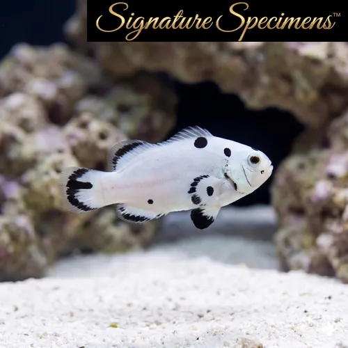 Ocellaris, Storm Super, QM Labs