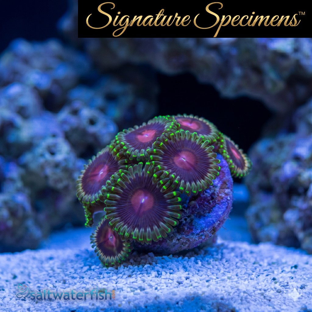 Zoa, Lucky Kentucky