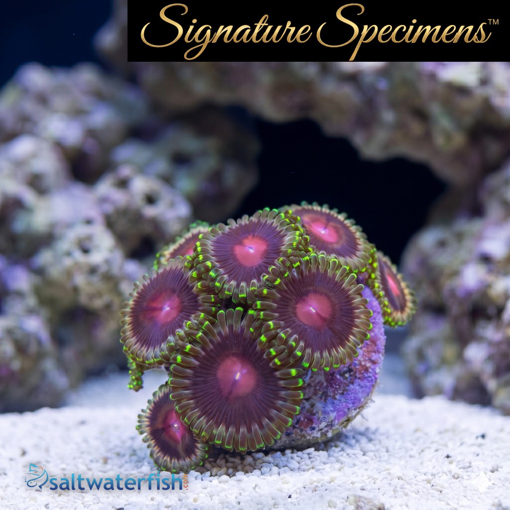 Zoa, Lucky Kentucky
