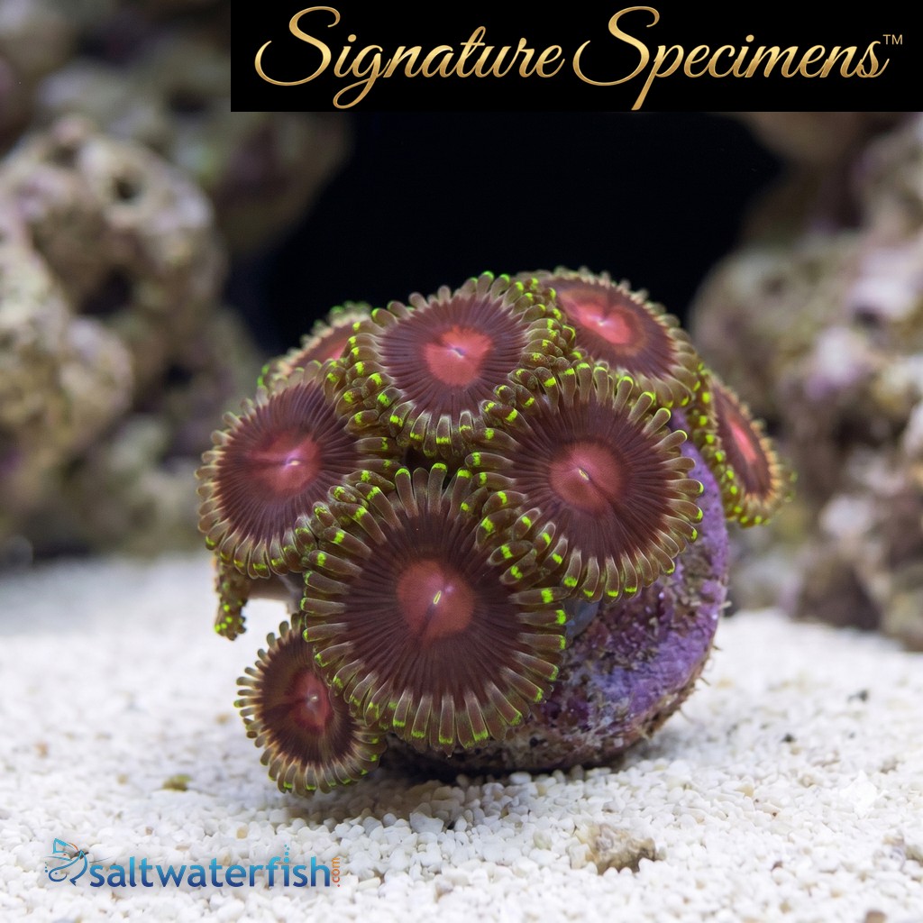 Zoa, Lucky Kentucky