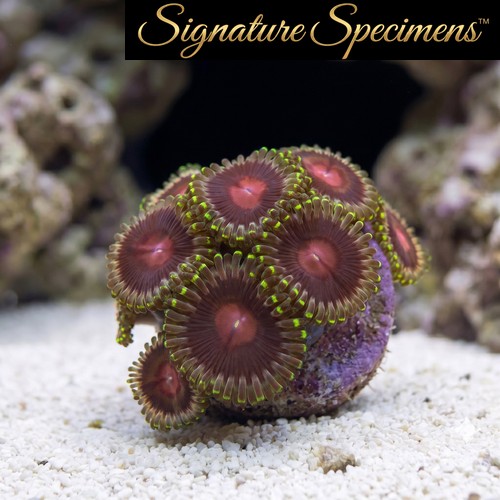 Zoa, Lucky Kentucky