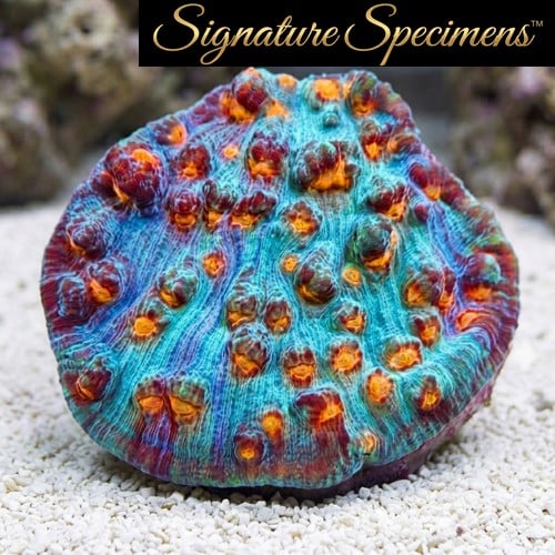 Chalice Mycedium