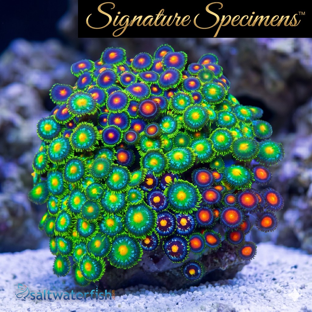 Zoanthid Ultra Color