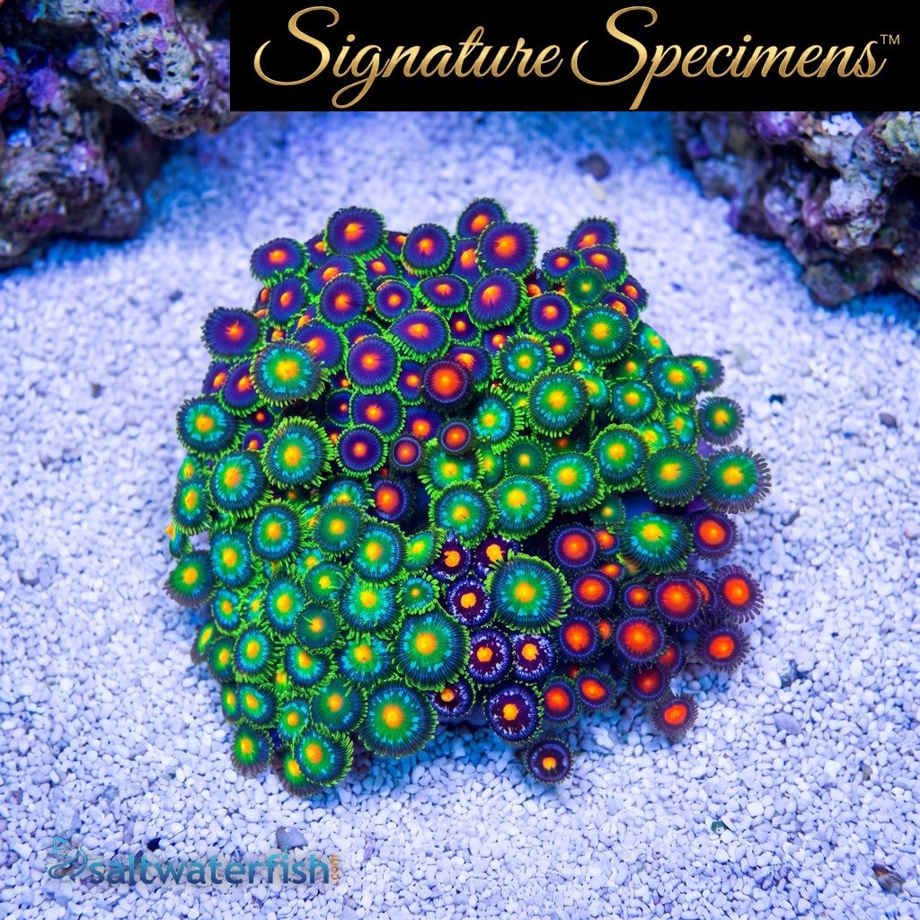 Zoanthid Ultra Color
