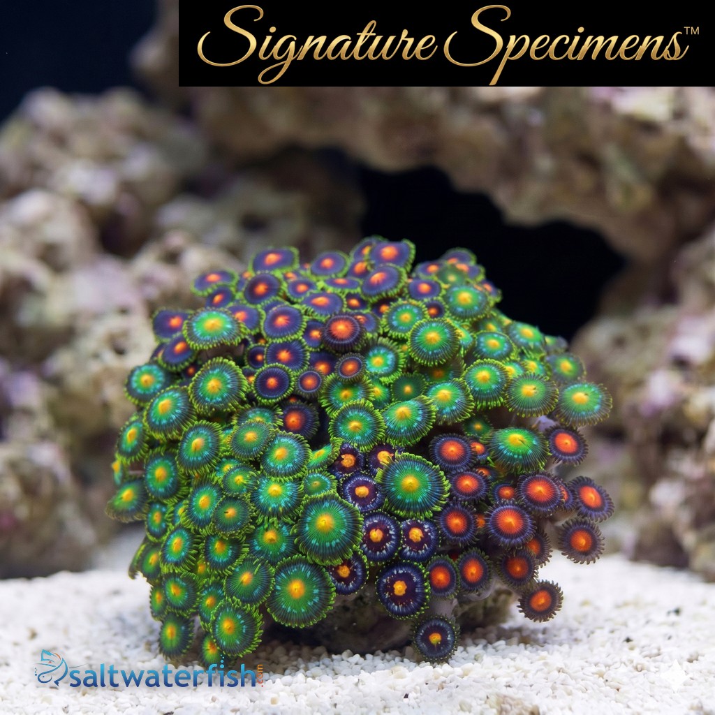 Zoanthid Ultra Color