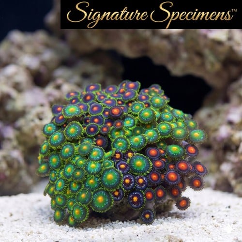 Zoanthid Ultra Color