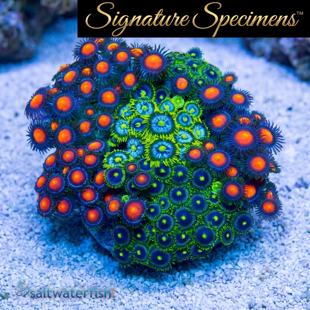 Zoanthid Ultra Color