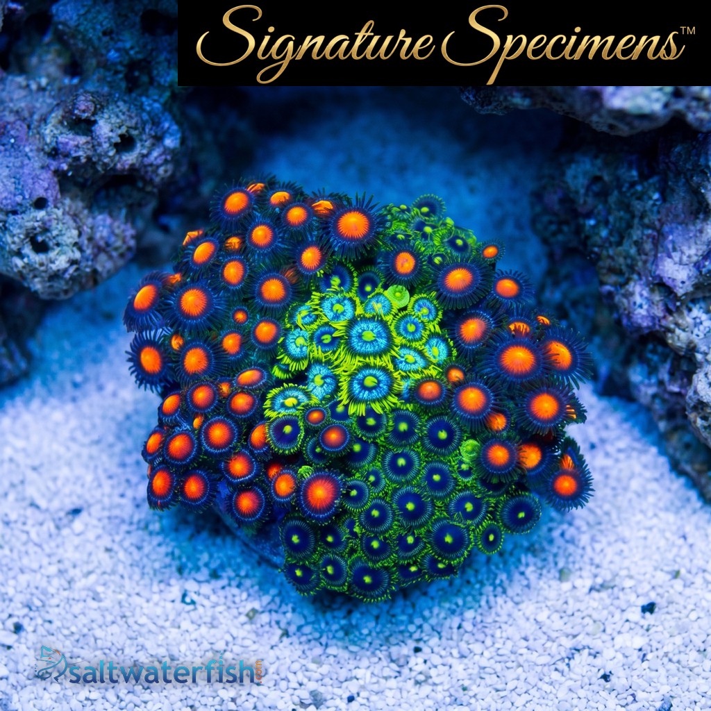 Zoanthid Ultra Color